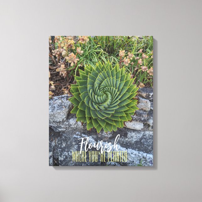 Toile Fleurit où vous êtes planté de granit d'aloe en sp (Recto)