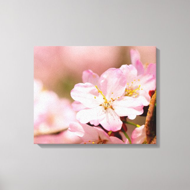 Toile Fleurs Charmin Sakura sur fond rose, rose, rose (Recto)
