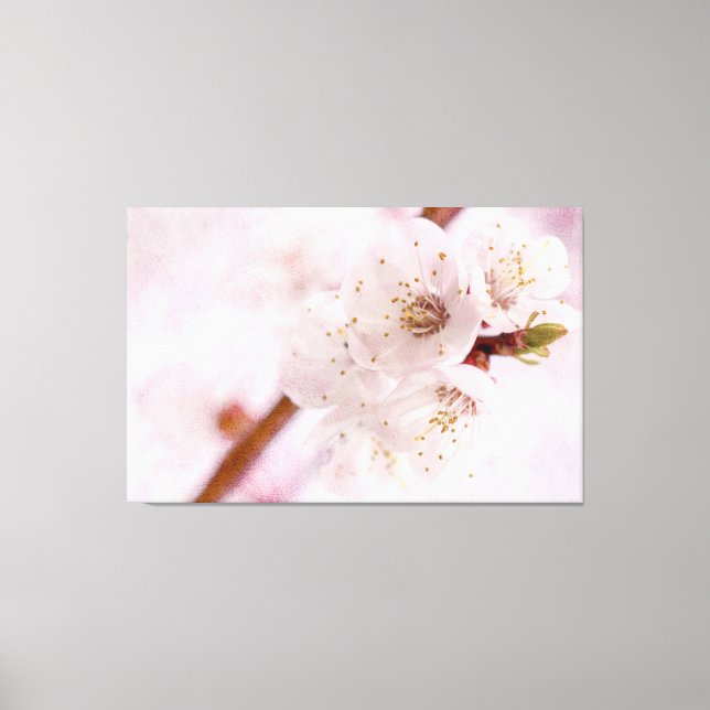 Toile Fleurs D'Apricot Rose Doux Au Printemps (Recto)