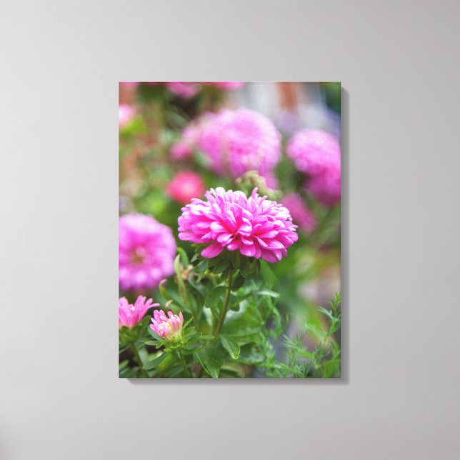 Toile Fleurs d'Asters roses (Recto)