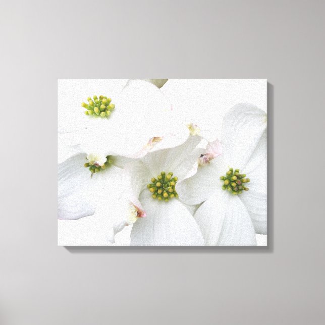 Toile Fleurs de bois de chien de l'Est - Cornus florida (Recto)