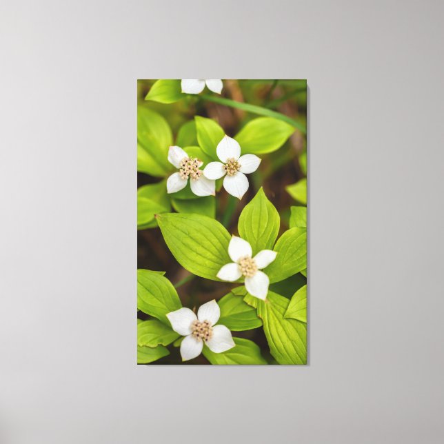 Toile Fleurs de Bunchberry (Recto)