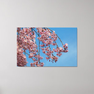 Toile Fleurs de cerisiers en pleurs