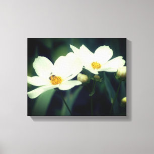 Toile Fleurs de cosmos blanches avec abeille