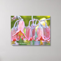 Fleurs de Cotyledon par Debra Lee Baldwin