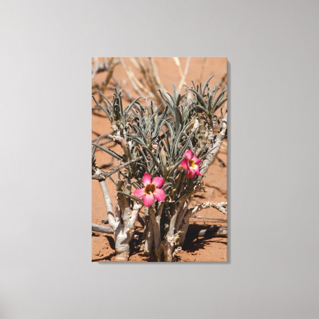 Toile Fleurs de griffe du diable après la pluie dans un  (Recto)