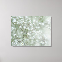 Fleurs de Gypsophile Photographie de la Nature Aér