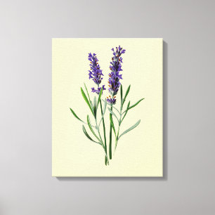 Toile Fleurs de lavande