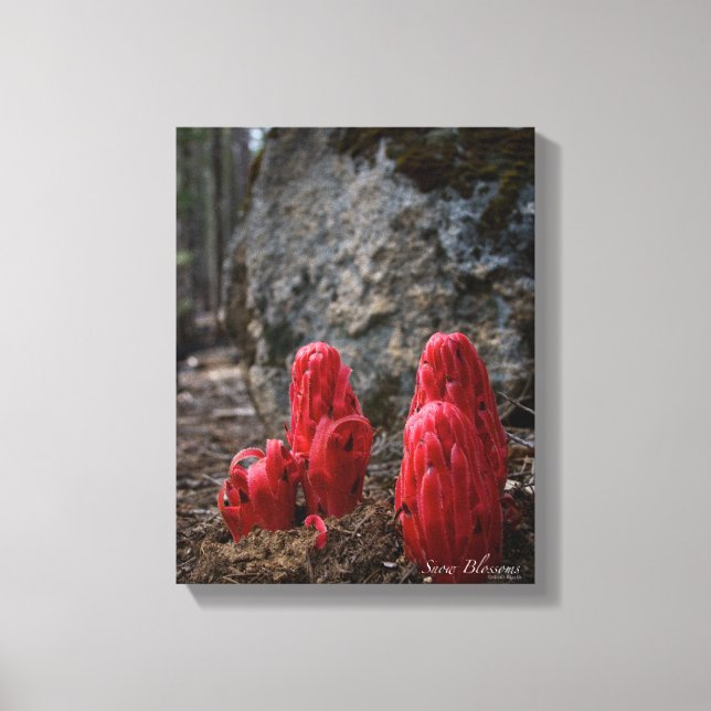 Toile Fleurs de neige (Recto)