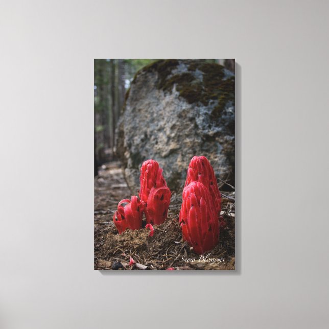 Toile Fleurs de neige (Recto)