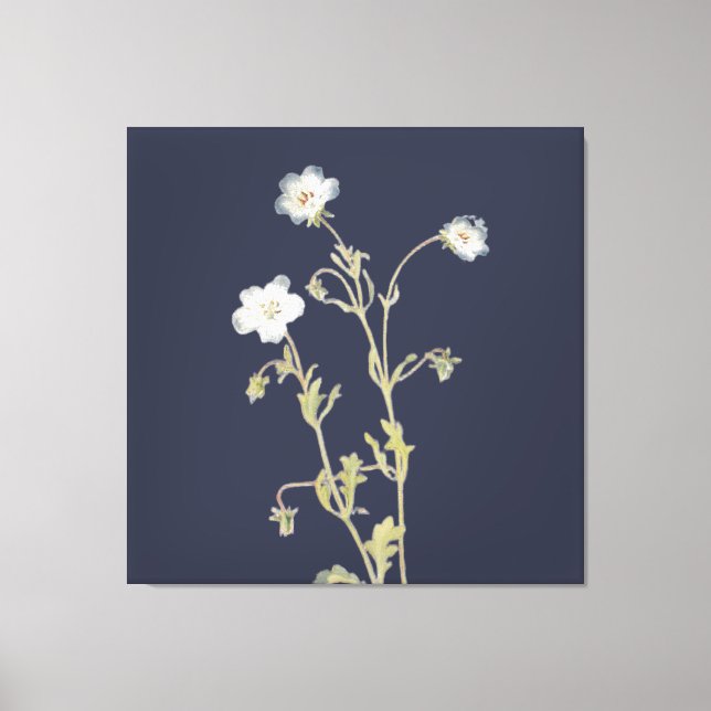 Toile Fleurs de Nemophila (Recto)