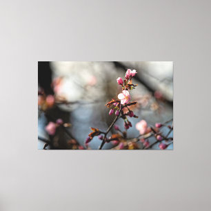 Toile Fleurs de Sakura Ensoleillées Contre un Ciel nuage