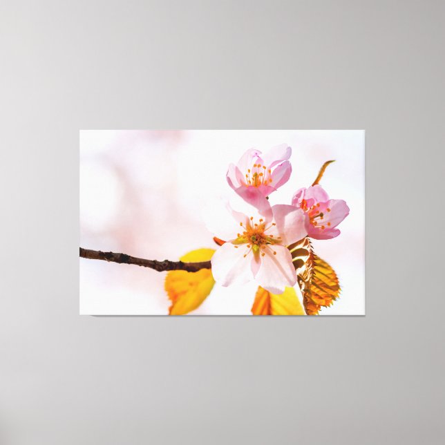 Toile Fleurs de Sakura et fond rose clair du printemps (Recto)