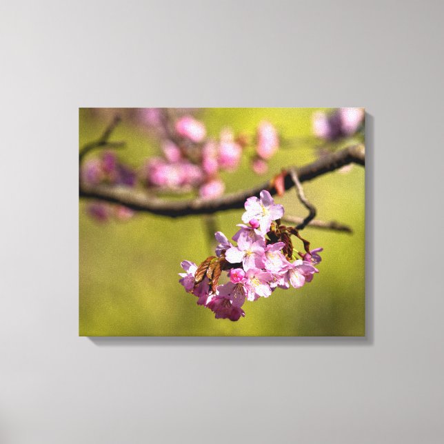 Toile Fleurs de Sakura fraîches sur fond vert (Recto)