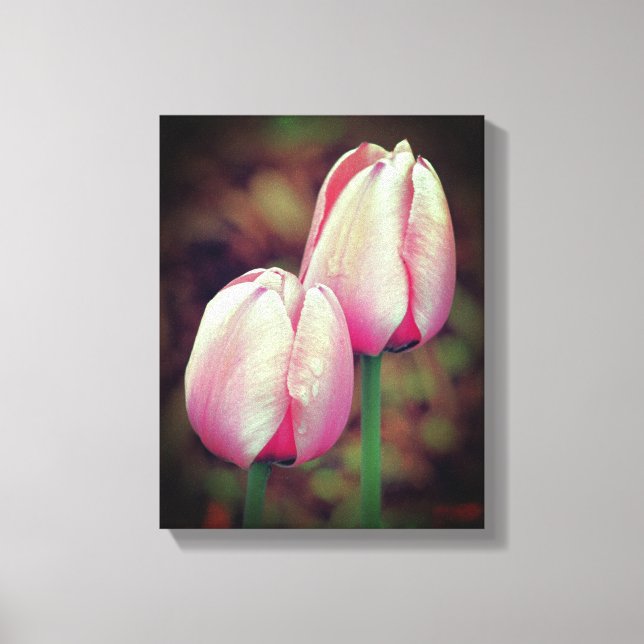 Toile Fleurs De Tulipes Roses Avec Arroses (Recto)