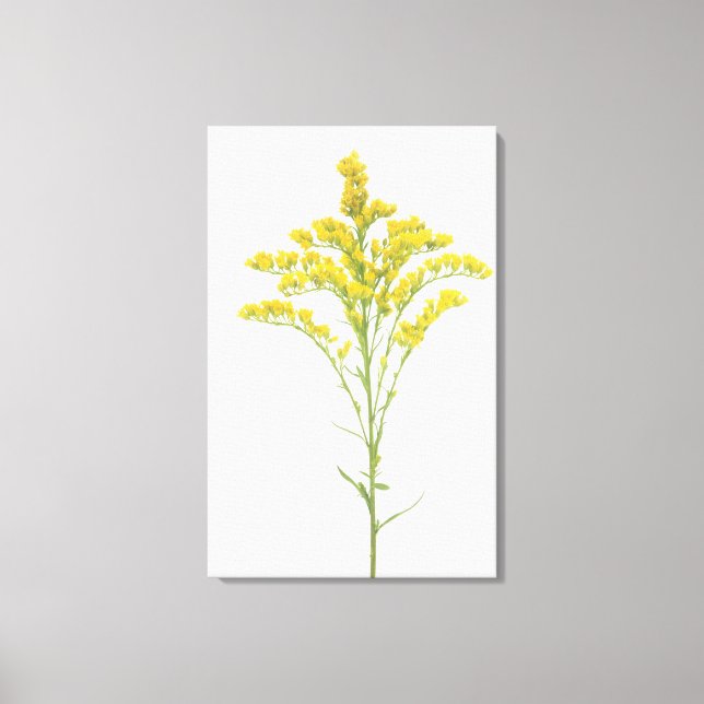 Toile Fleurs de verge d'or (Solidago juncea), Amérique d (Recto)