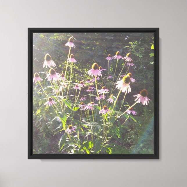 Toile Fleurs d'échinacée au soleil (Recto)