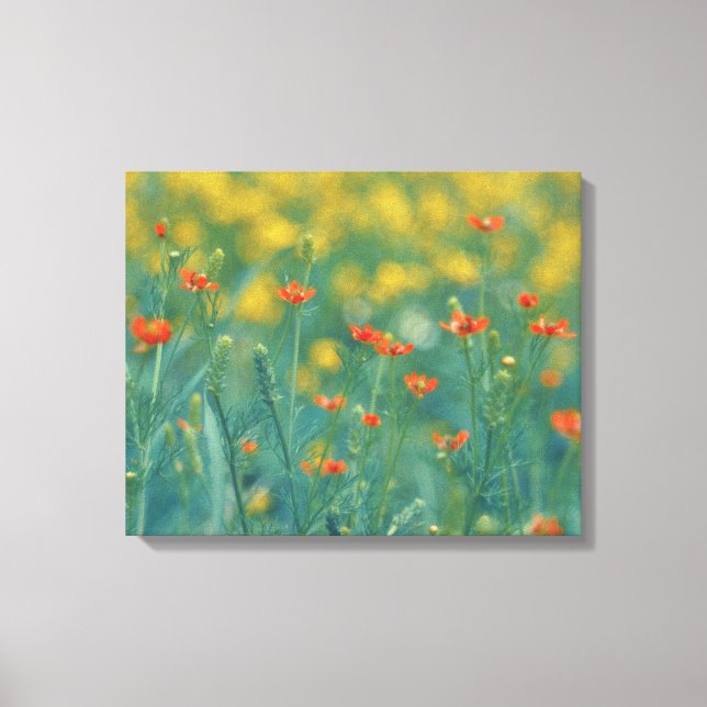 Toile Fleurs d'été (champ floral) (Fleurs rouges) (Recto)