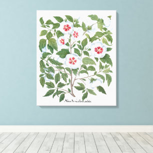 Toile Fleurs d'Hibiscus Vintage par Basilius Besler