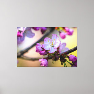 Toile Fleurs et bourgeons de sakura à l'ombre d'un arbre