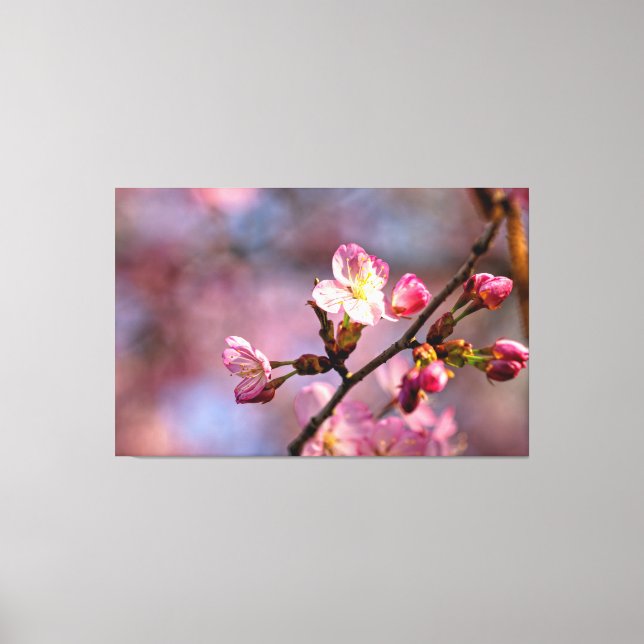 Toile Fleurs et bourgeons de sakura éclairés par le sole (Recto)