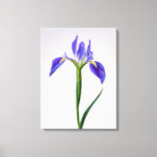 Toile Fleurs Fleur Iris Violet