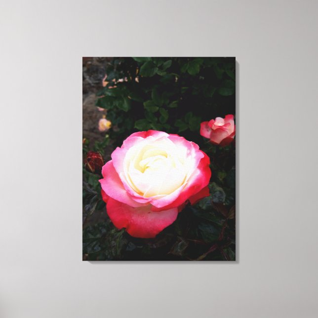 Toile Fleurs roses, Roses blanches rouges roses (Recto)