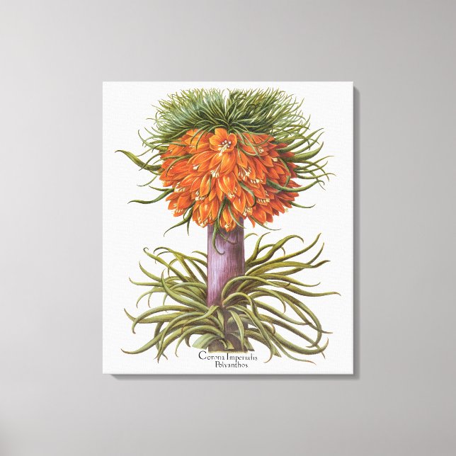 Toile Fleurs vintages de Fritillaria par Basilius Besler (Recto)