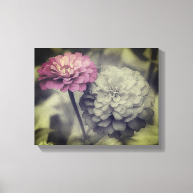 Toile Fleurs Zinnia Rose Noir Et Blanc (Recto)