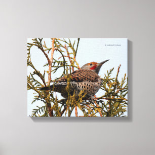 Toile Flicker du Nord à feutre rouge dans un arbre