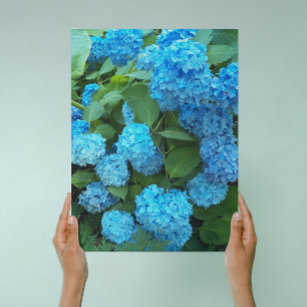 Toile Floral d'Hydrangée Bleue