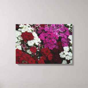 Toile Floral Dianthus blanc, rose et rouge