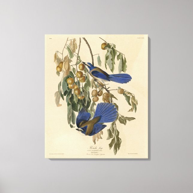 Toile Florida Jay (Scrub-Jay) Audubon's Birds of America (Recto)