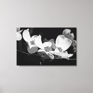 Toile Flower Dogwood Blossants américains Noir & Blanc