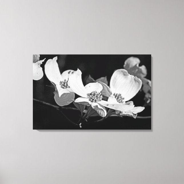 Toile Flower Dogwood Blossants américains Noir & Blanc (Recto)