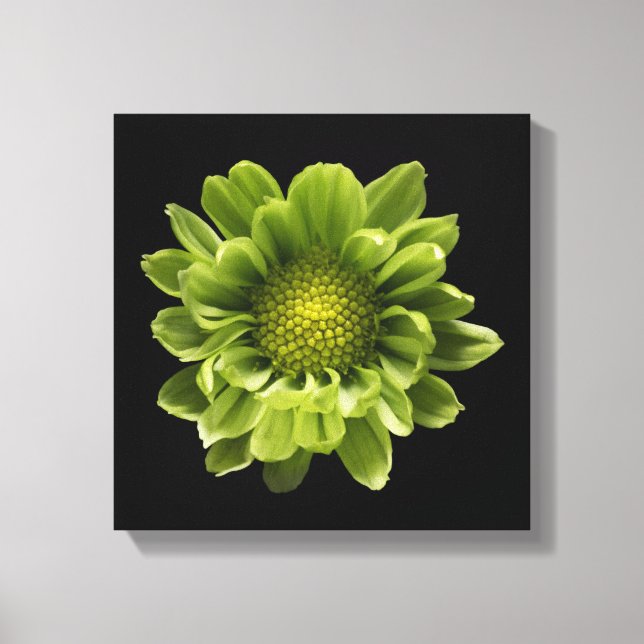 Toile Flowers | Green Chrysanthemum (Recto)