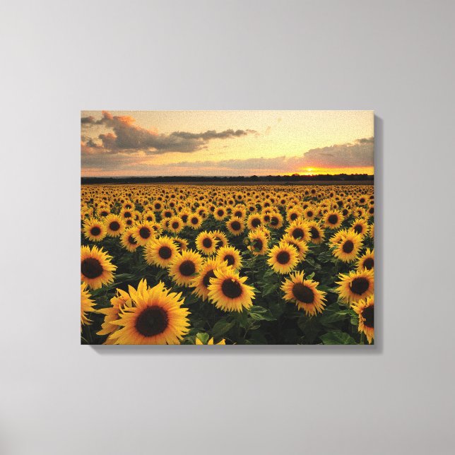 Toile Flowers | Sunflower Field (Recto)