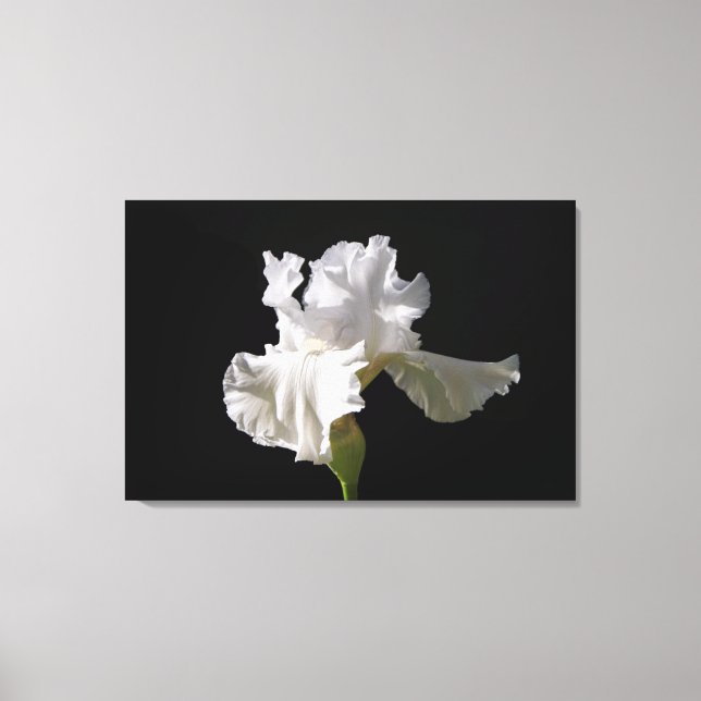 Toile Flowers | White Iris (Recto)