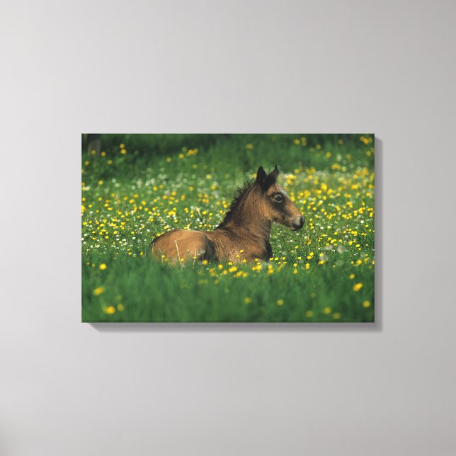 Toile Foal allongé dans les fleurs (Recto)