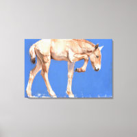 Foal de Przewalski 2012