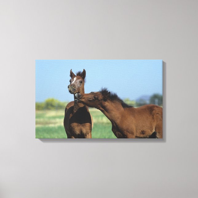 Toile Foals Jouer 2 (Recto)