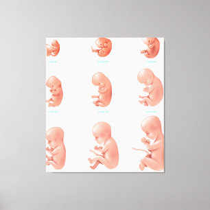 Toile Foetus humain