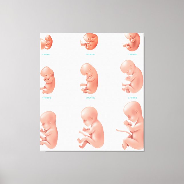 Toile Foetus humain (Recto)