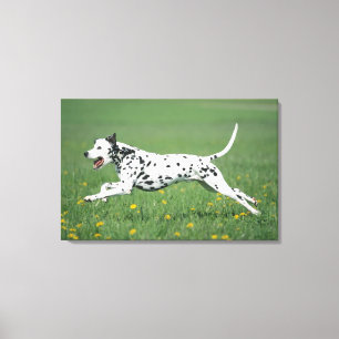 Toile Fonctionnement dalmatien