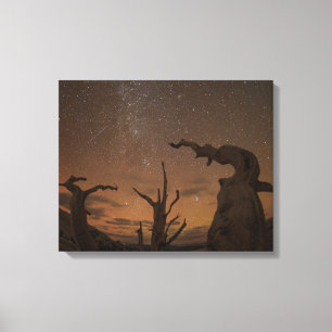 Toile Forêt ancienne de pins à Bristlecone   Californie