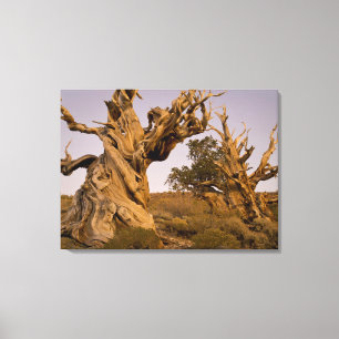 Toile Forêt antique de pins à bristlecone, Montagnes bla
