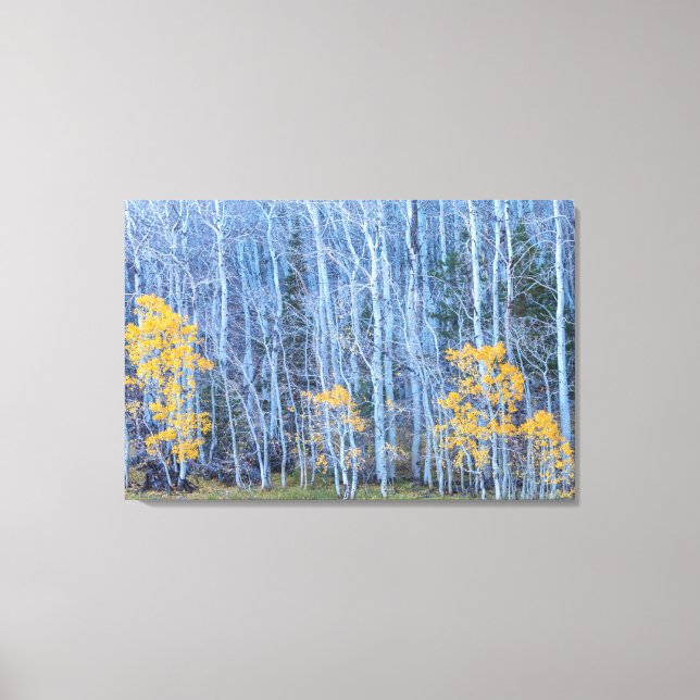 Toile Forêt d'Aspen (Recto)