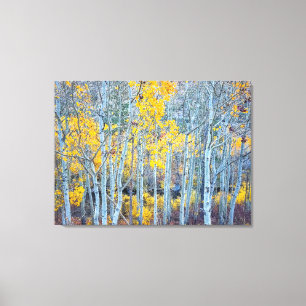 Toile Forêt d'Aspen