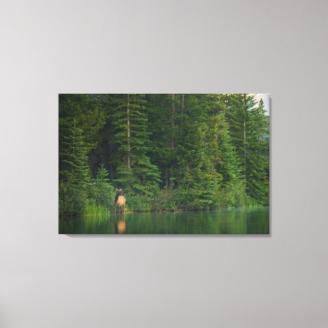 Toile Forêt | Elk au parc national Banff Alberta (Recto)