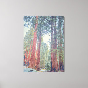 Toile Forêt géante de Sequoia